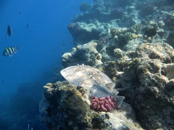 Mondo Subacqueo Con Coralli Pesci Tropicali — Foto Stock