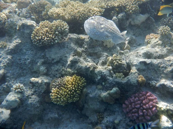 Mercanlar ve tropikal balıklarla dolu sualtı dünyası