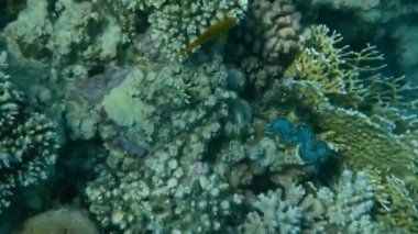Mercanlar ve tropikal balıklarla dolu sualtı dünyası