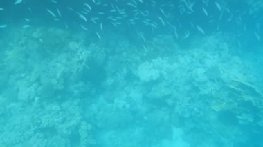 Mercanlar ve tropikal balıklarla dolu sualtı dünyası