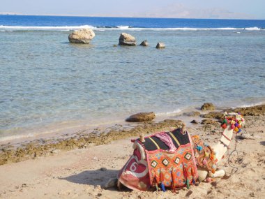 Sharm el Sheik 'te güzel bir deniz