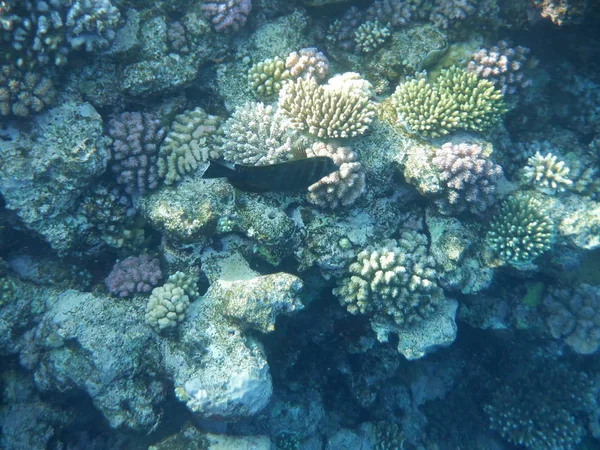 Mundo Subaquático Com Corais Peixes Tropicais — Fotografia de Stock