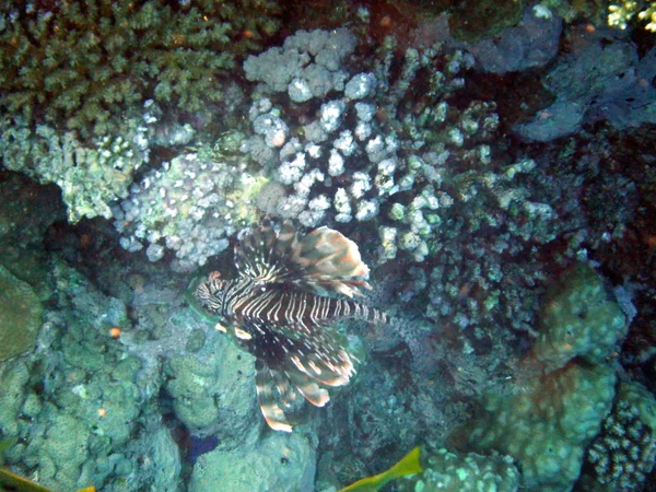 Mercanlar Tropikal Balıklarla Dolu Sualtı Dünyası — Stok fotoğraf