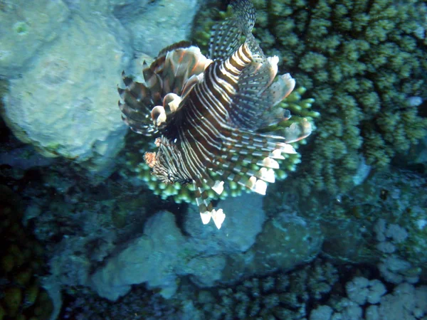 Underwater World Corals Tropical Fish — Stock Photo, Image