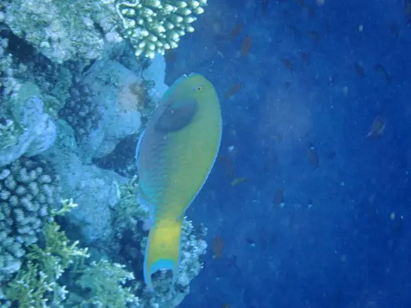 Mercanlar Tropikal Balıklarla Dolu Sualtı Dünyası — Stok fotoğraf