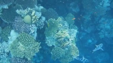 Mercanlar ve tropikal balıklarla dolu sualtı dünyası