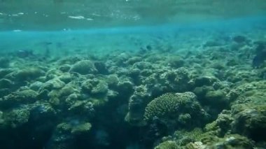 Mercanlar ve tropikal balıklarla dolu sualtı dünyası