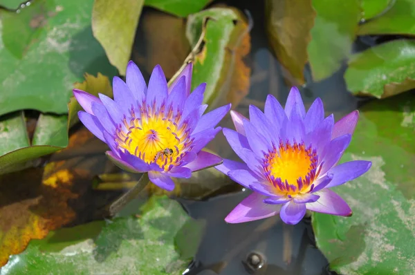 Flores Phnom Penh Camboja — Fotografia de Stock