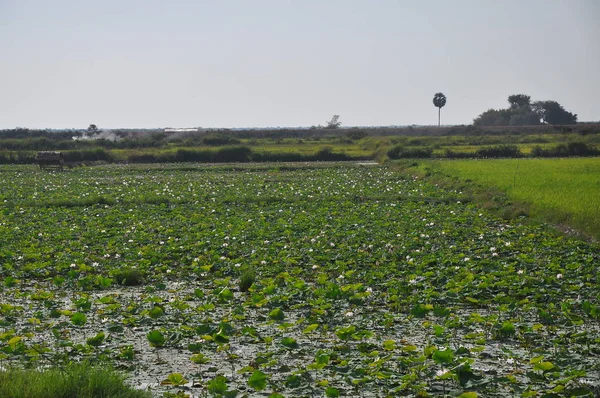 Campo Arroz Perto Siem Reap Camboja — Fotografia de Stock