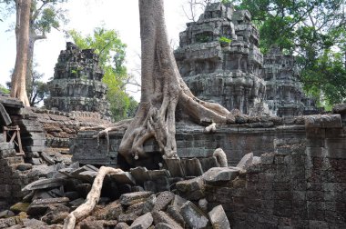 Ta Prohm tapınağının antik kalıntıları, Kamboçya