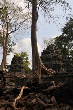 Ta Prohm tapınağının antik kalıntıları, Kamboçya