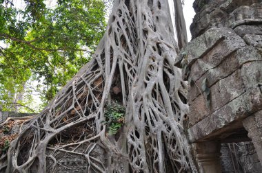 Ta Prohm tapınağının antik kalıntıları, Kamboçya