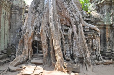 Ta Prohm tapınağının antik kalıntıları, Kamboçya