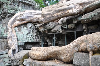 Ta Prohm tapınağının antik kalıntıları, Kamboçya