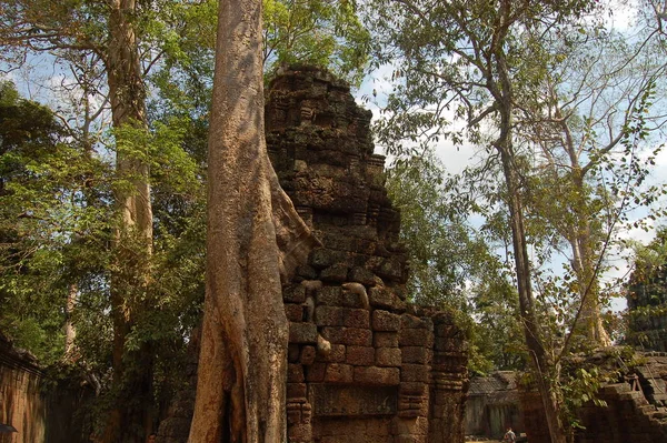 Zicht Oude Ruïnes Van Prohm Tempel Cambodja — Stockfoto