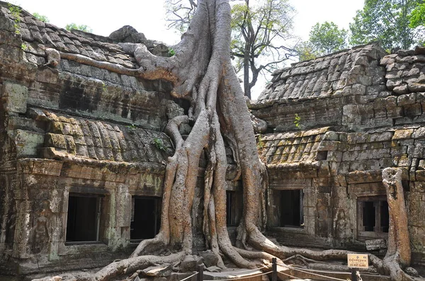 柬埔寨Ta Prohm寺遗址景观 — 图库照片