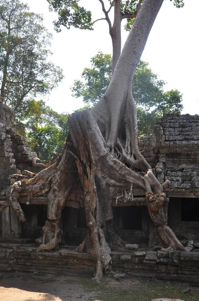 Vista Del Templo Preah Khan Angkor Wat Patrimonio Unesco —  Fotos de Stock