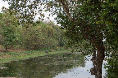 Beng Mealea Tapınağı, Kamboçya