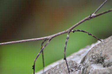 Kamboçya 'da Güzel Sopa Böceği