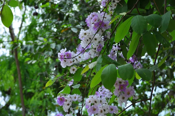 View Beautiful Flower Cambodia — Stock Photo, Image