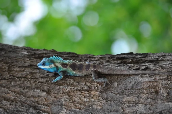 Calotes Versicolor Lizard Side View Whilst Climbing — Stock Photo, Image