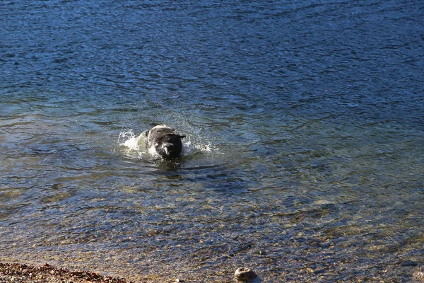 Cane Rilassante Sul Lago Bohinj Slovenia — Foto Stock