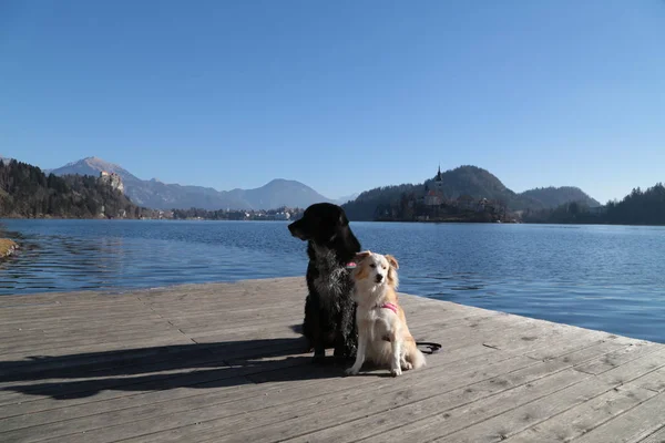 Hond Ontspannen Bled Meer Slovenië — Stockfoto