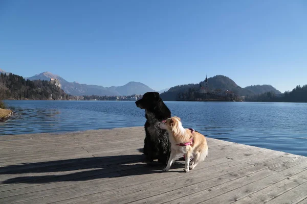 Perro Relajante Lago Bled Eslovenia — Foto de Stock