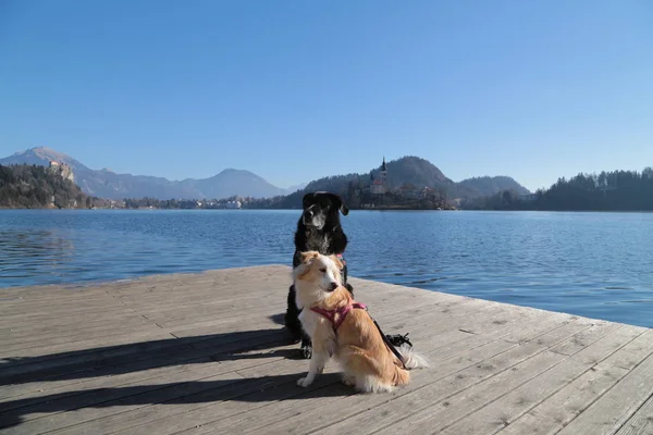 Perro Relajante Lago Bled Eslovenia — Foto de Stock