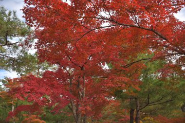 Beautiful view of Kinkakuji temple, Japan 
