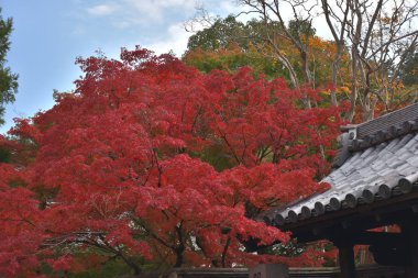 Nanzen-ji 'deki muhteşem renkli akçaağaç ağaçlarıyla güzel bir bahçe manzarası..