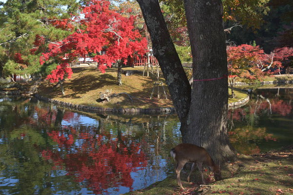Autumn colors in garden of Todai-ji Temple