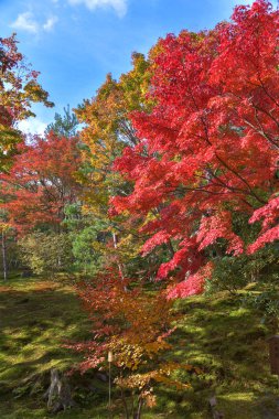 Sogen gölet Bahçe Tenryu ji Kyoto, Japonya 