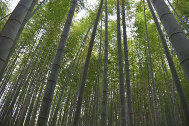 Japonya 'nın Kyoto kentindeki Bambu Ormanı