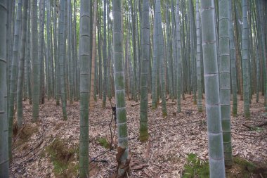 Japonya 'nın Kyoto kentindeki Bambu Ormanı