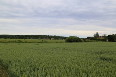 Kırsal kesimde yaz çayırı 