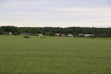 Kırsal kesimde yaz çayırı 