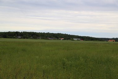 Kırsal kesimde yaz çayırı 