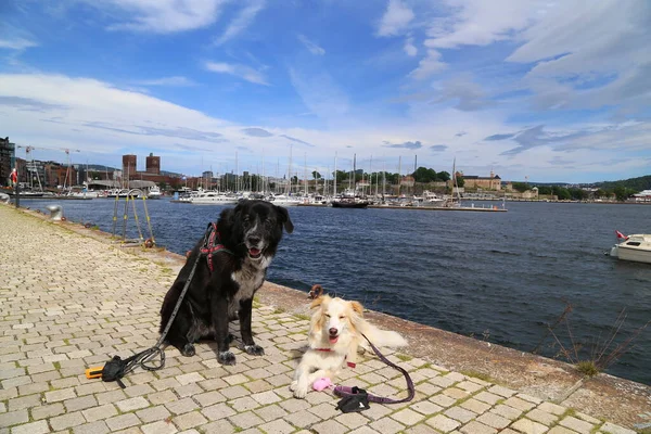 Vista Para Porto Oslo — Fotografia de Stock