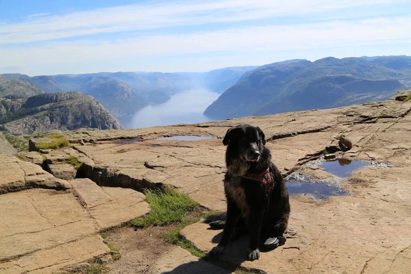 Hond Zit Preikestolen — Stockfoto