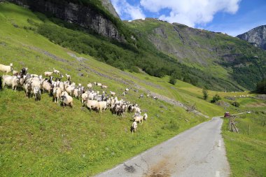 Naeroyfjord huzurlu fiyort manzara yansıması, gemi feribotu, Norveç, İskandinavya