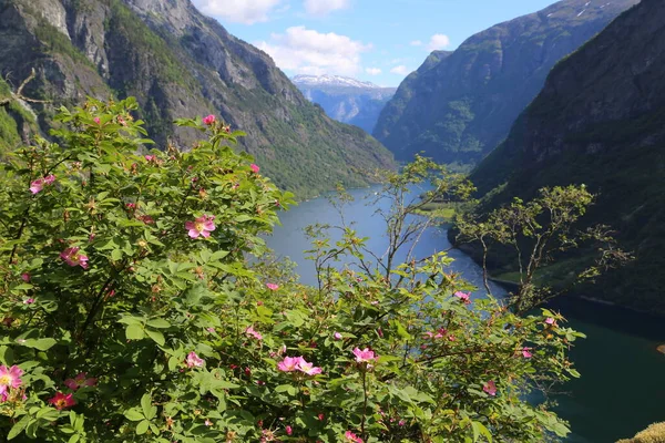 Naeroyfjord Idylický Fjord Krajina Odraz Loď Trajekt Norsko Skandinávie — Stock fotografie