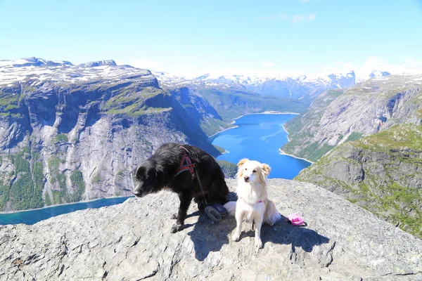 Cani Seduti Cima Trolltunga Norvegia — Foto Stock