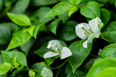 Bahçedeki beyaz begonvilli çiçeklerden güzel bir makro kare. sabah konsepti