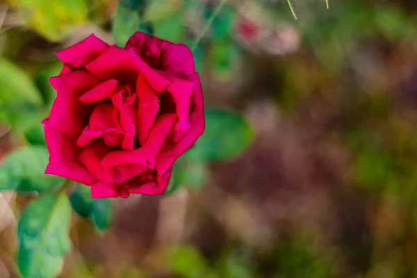 Beautfiul Rojo Rosa Macro Disparo Desde Arriba Concepto Primavera San — Foto de Stock
