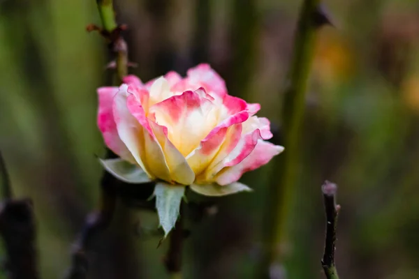 Όμορφα Λουλούδια Τριαντάφυλλο Floribunda Σκούρα Κλαδιά Χωρίς Φύλλα Φθινοπωρινή Ιδέα — Φωτογραφία Αρχείου