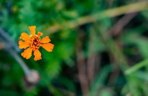 Красива Помаранчева Квітка Патули Також Називається Чорнобривцем Зеленому Тлі Свіжа — стокове фото