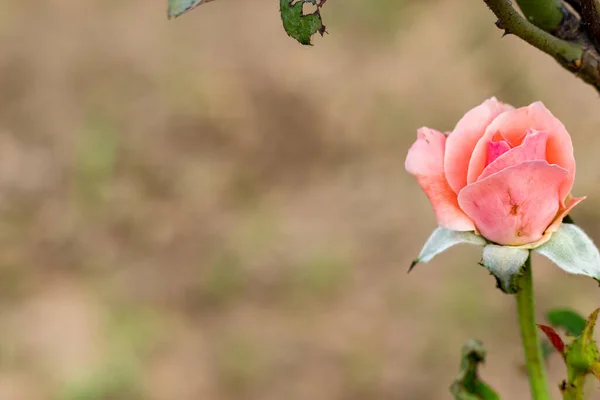 Gyönyörű Őszibarack Rózsa Virágzik Ellen Elmosódott Háttér Másolási Hely Jobb — Stock Fotó