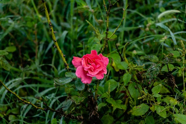 Vacker Fotografering Rosa Ros Blomma Solljuset Trädgården Natur Och Grönska — Stockfoto