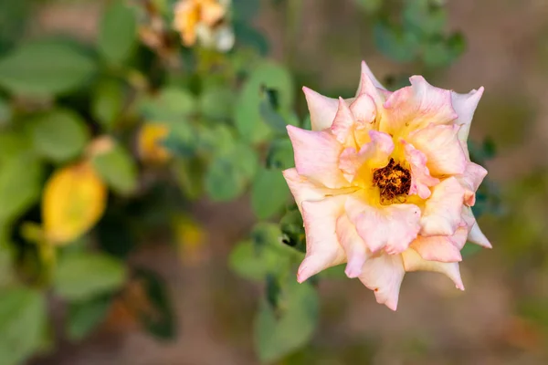 Vacker Ros Trädgården Med Gröna Suddiga Blad Bakgrunden Rosor Konkep — Stockfoto